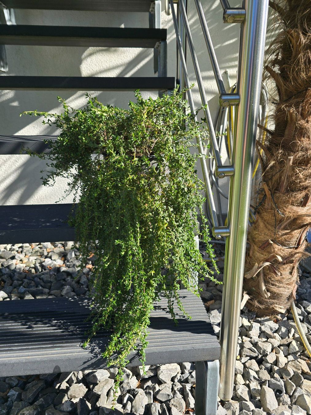 Piante & sementi: Thymian Pflanze hängend – Usato da Aarburg venduto da popkorn65