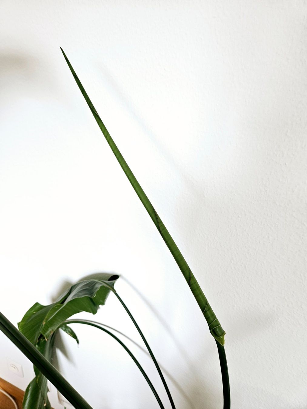 Piante & sementi: Strelitzia Nicolai – Usato da Zürich venduto da carmine04 1