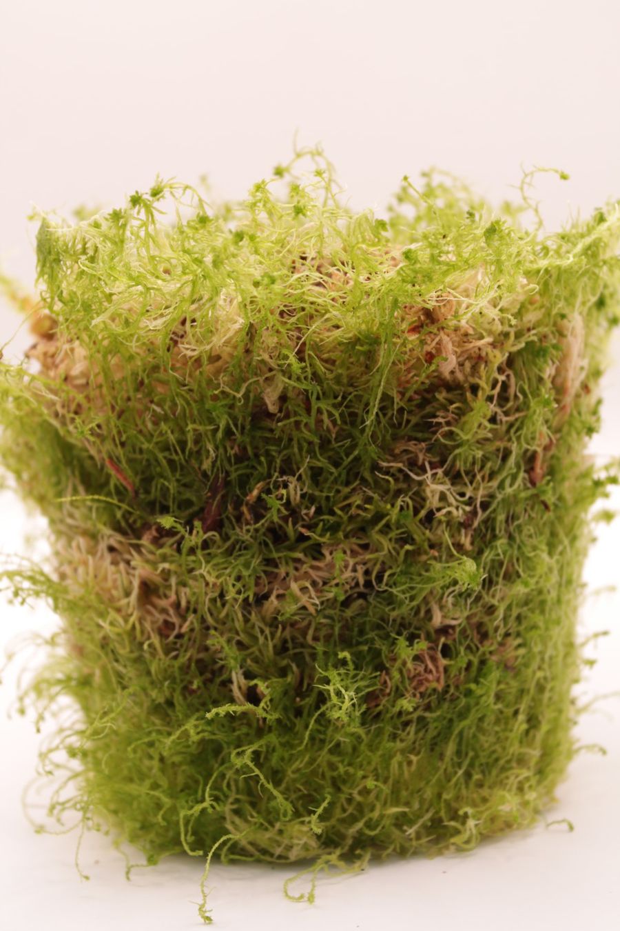 Piante & sementi: Sphagnum Moos Lebend - 200g – Nuovo (secondo la descrizione) da Wattwil venduto da ooros 1
