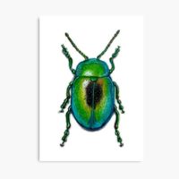 🪲 A5 Druck Art Print von Handgemalte Käfer Scarabee Beetle