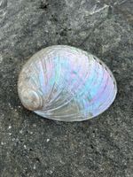 Rainbow Abalone Muschel poliert 175mm