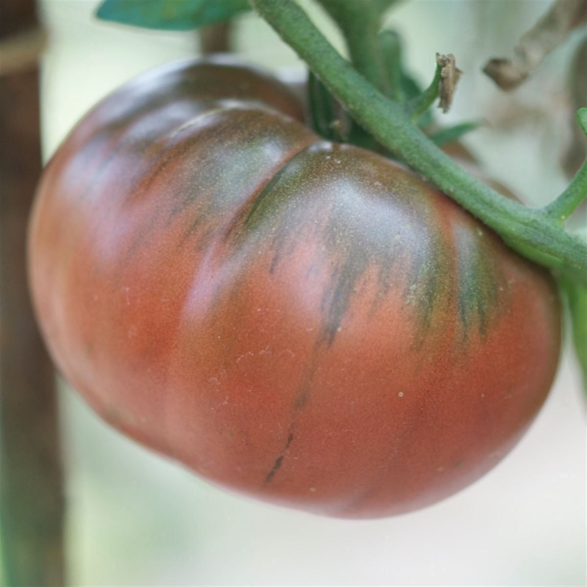 Piante & sementi: 50 Samen TOMATE FROM TULA Alte Sorte – Nuovo (secondo la descrizione) da Ehrendingen venduto da VerveinaSamen 4