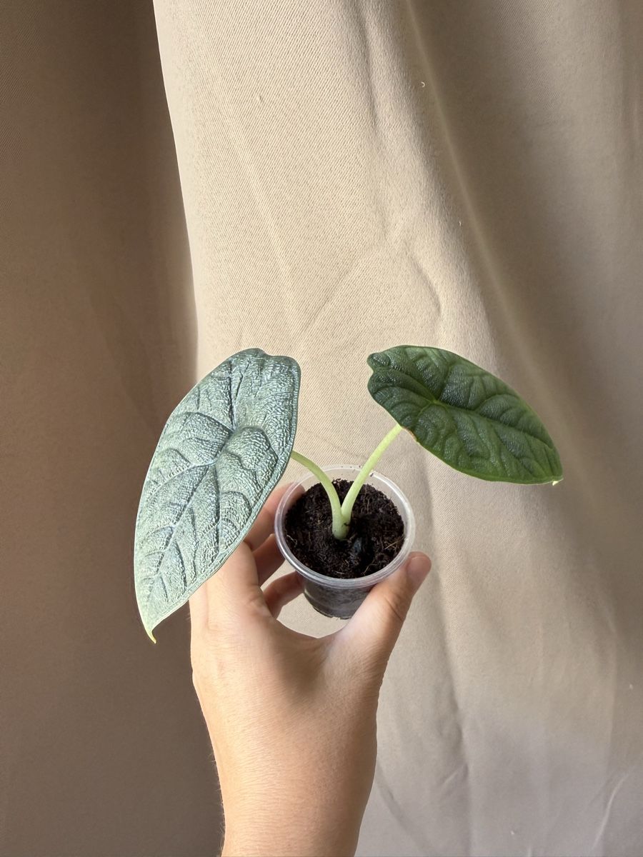 Plantes & graines: Alocasia Melo – Neuf (Voir description) à La Tour-de-Trême par LyAmy 1