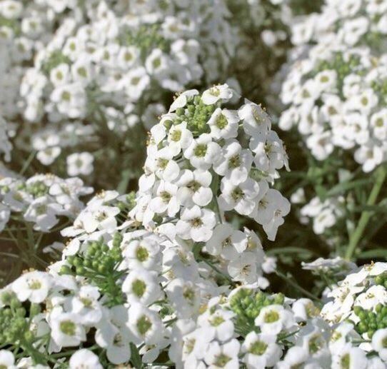 Piante & sementi: 100 SAMEN STEINKRAUT WEISS ALYSSE BLANC ALYSSO BIANCO – Nuovo e nell'imballaggio originale da Rovio venduto da POSITIFFARTandPLANTS 3