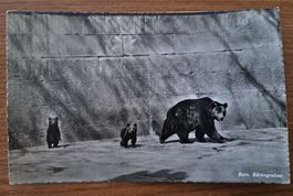 🇨🇭 "Fosse aux Ours" Berne 1952, carte postale ancienne