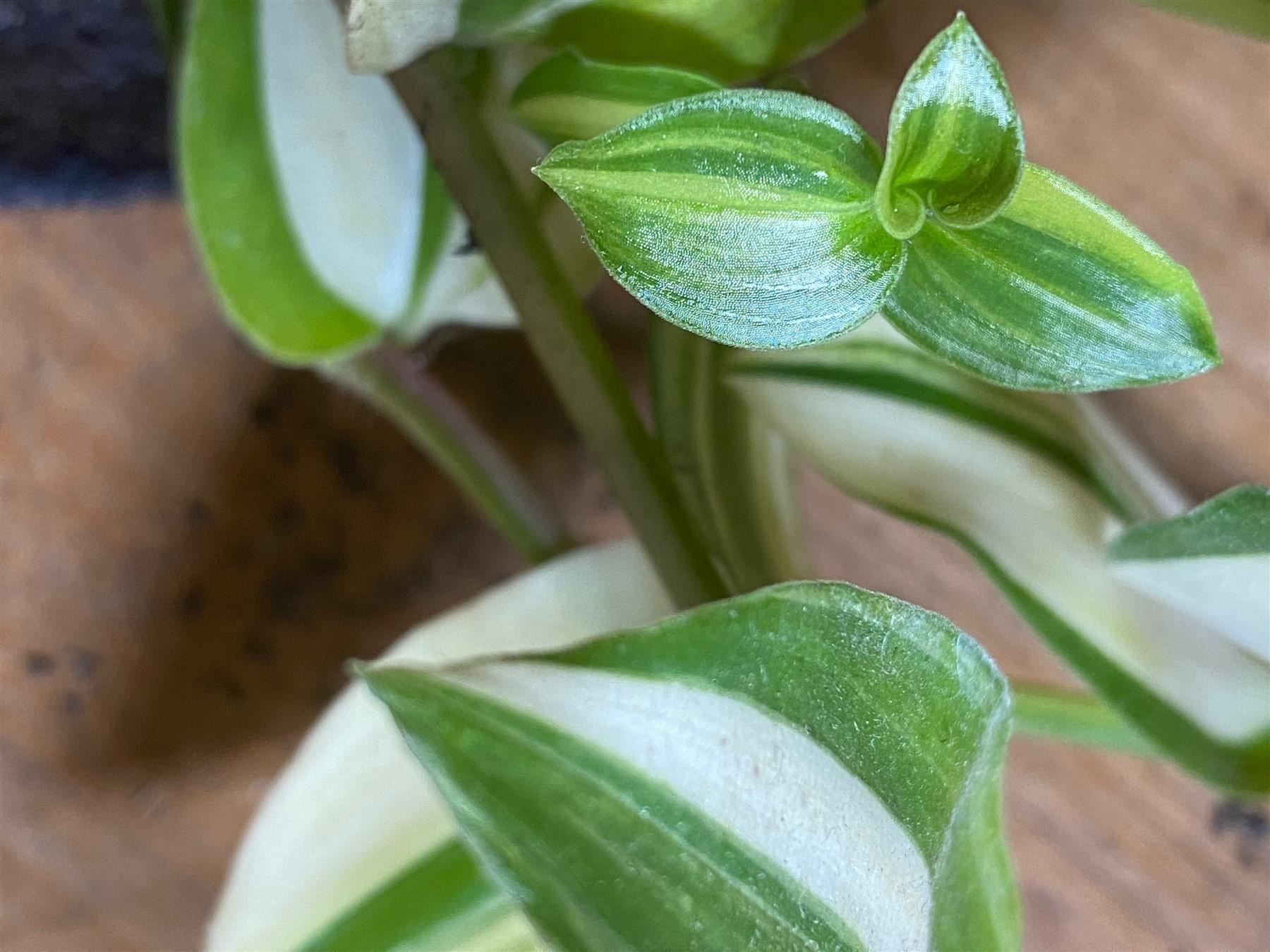Piante & sementi: Tradescantia fluminensis variegata – Nuovo (secondo la descrizione) da Winterthur venduto da Aniger 6