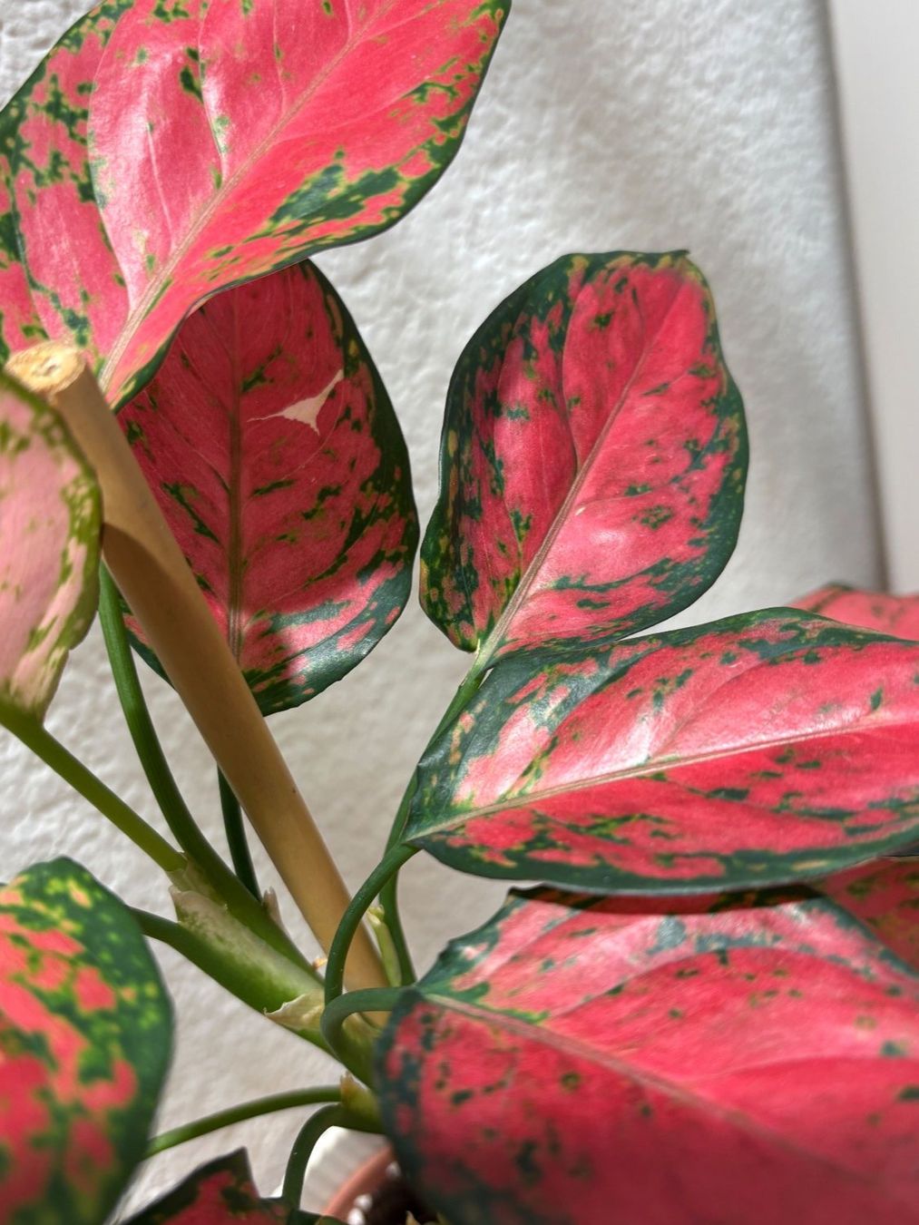 Piante & sementi: Aglaonema 'Cherry Baby' – Usato da Bonstetten venduto da sam_jt9j 2