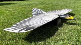 Segler ALULA als Adler