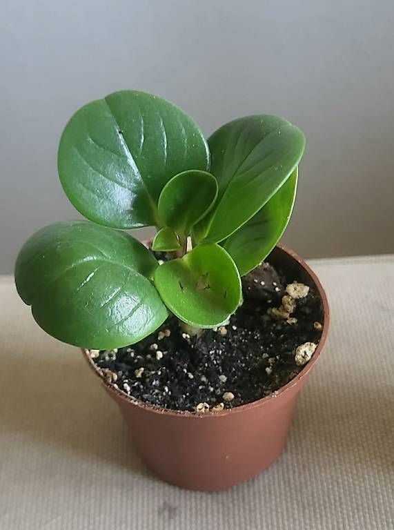 Piante & sementi: Peperonia Mix – Usato da Pregassona venduto da maslud 3