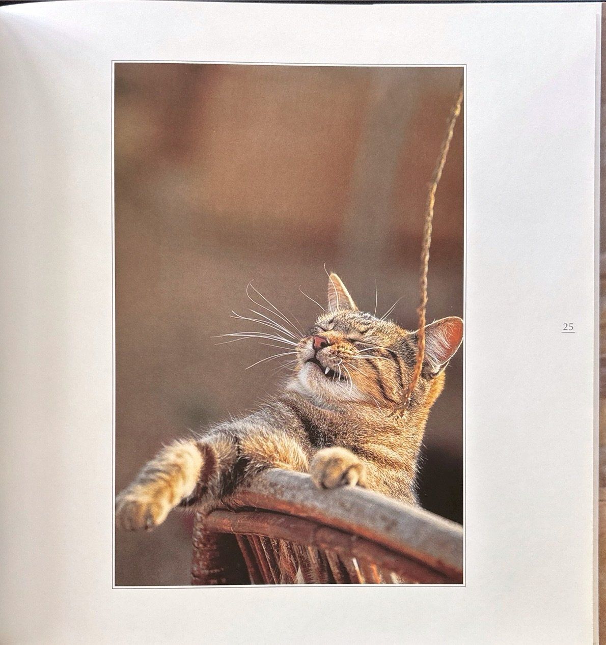 Libri: Sock Marianne, Anmutige Katzen – Nuovo (secondo la descrizione) da Sarnen venduto da Livres 6
