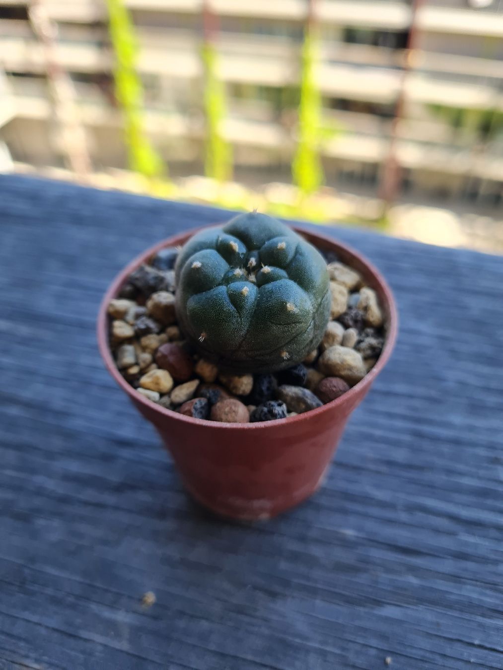 Piante & sementi: Lophophora Jourdaniana  – Usato da Basel venduto da fra_h7bq 2
