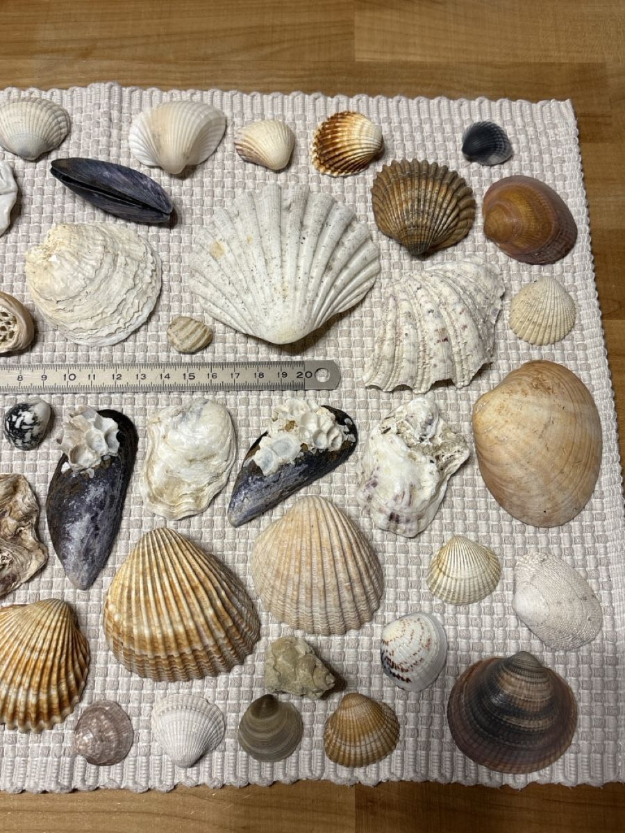 Tutte le decorazioni: Muschel Sammlung – Usato da Rümlang venduto da resale35 2