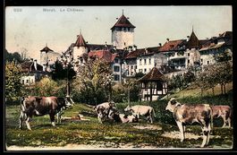 AK Morat, Le Chateau, weidende Kühe