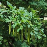 Caragana   ARBRE A POIS COMESTIBLE