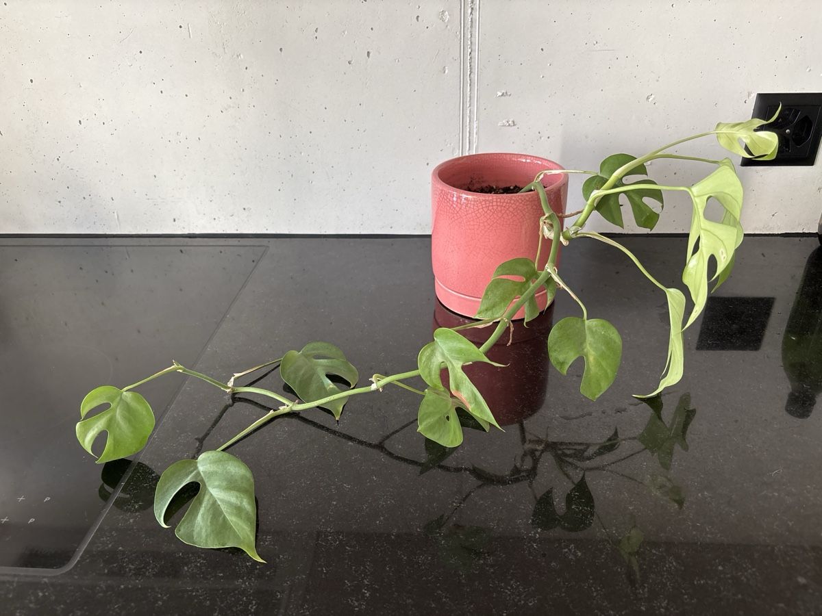 Piante & sementi: Mini Monstera (Rhaphidophora tetrasperma) – Usato da Dübendorf venduto da Blausmarties 1