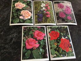 5 antike Postkarten mit Blumen Motiv