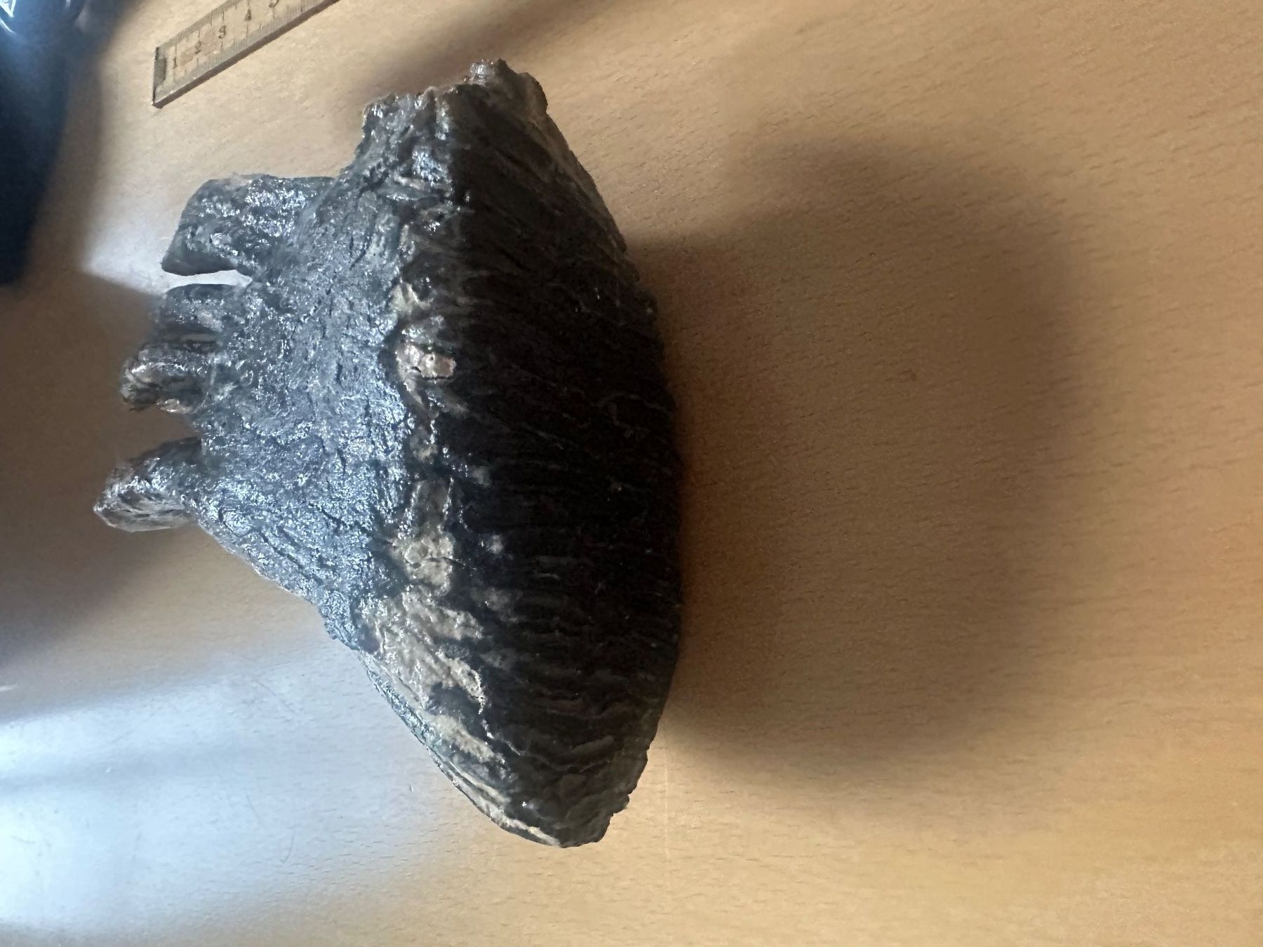 Fossili: Mammutzahn – Usato da Bussnang venduto da Tatzfatz 5