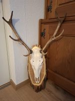 Hirschgeweih, Trophäe auf Holzplatte montiert