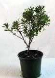 Piante & sementi: Azalée japonaise 'Bengal fire'  SUPERBE – Usato da Bremblens venduto da FIBONACCI369 3