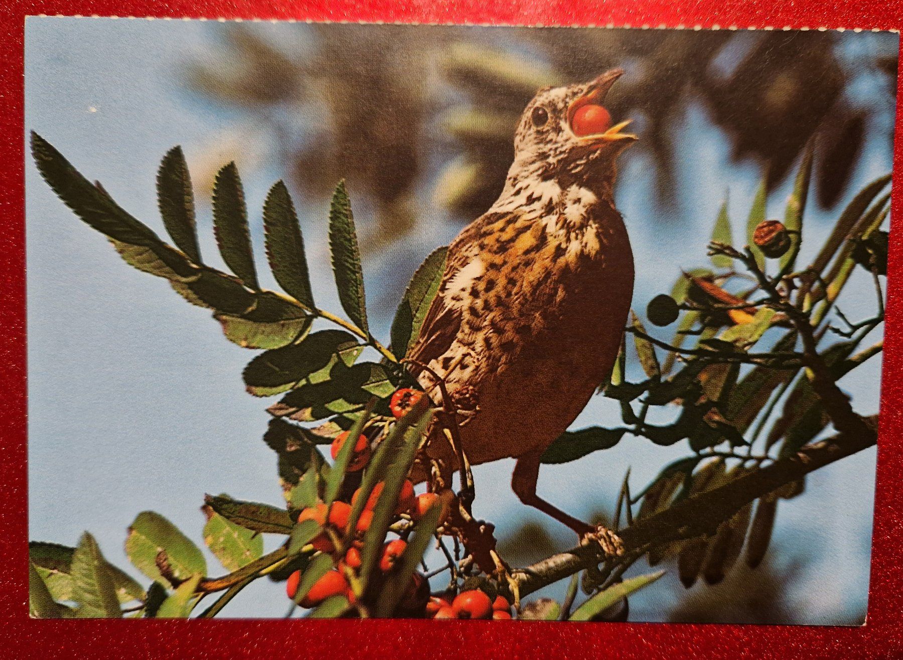 Cartoline postali: Wacholderdrossel 1996 – Usato da Melchnau venduto da Arthurius