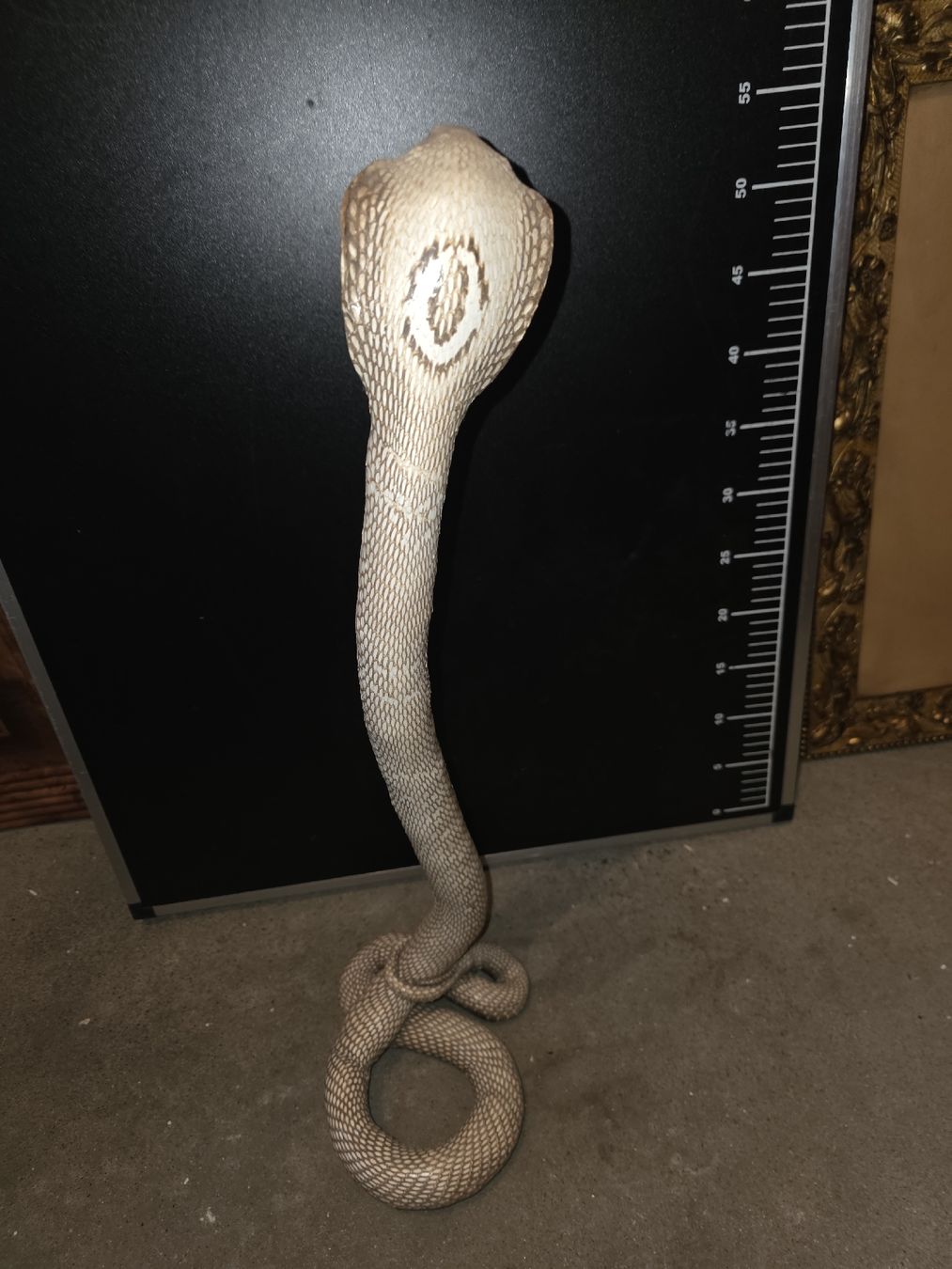 Il mondo degli animali: Kobra Präparat – Usato da Hasle LU venduto da Auctions_Hunters 2