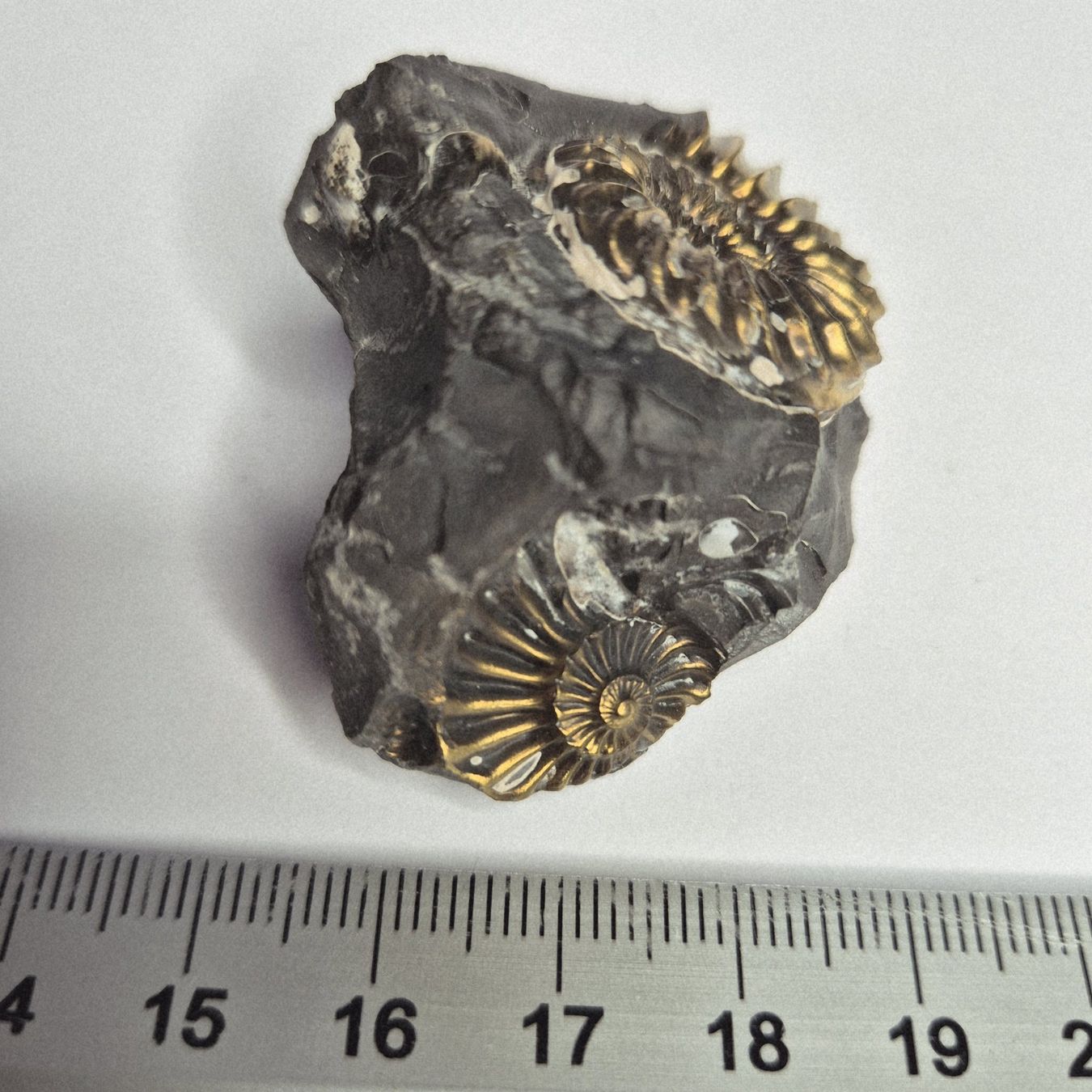 Fossili: Ammonit Pleuroceras Goldig schimmernd – Usato da Dällikon venduto da Ridola0 1