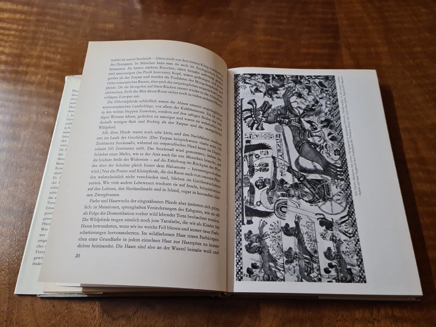 Libri: Über Pferde – Usato da Erstfeld venduto da Uhu1980 1