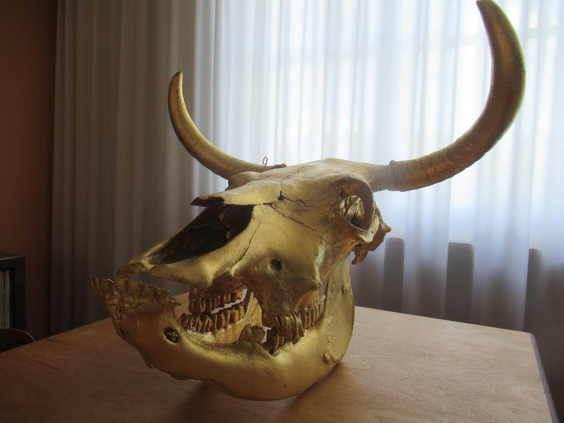 Skulpturen & Statuen: Kultobjekt Kuhschädel – Gebraucht aus Pratteln von chr_7jbk