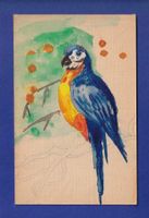 OISEAU - Perroquet (Dessin)