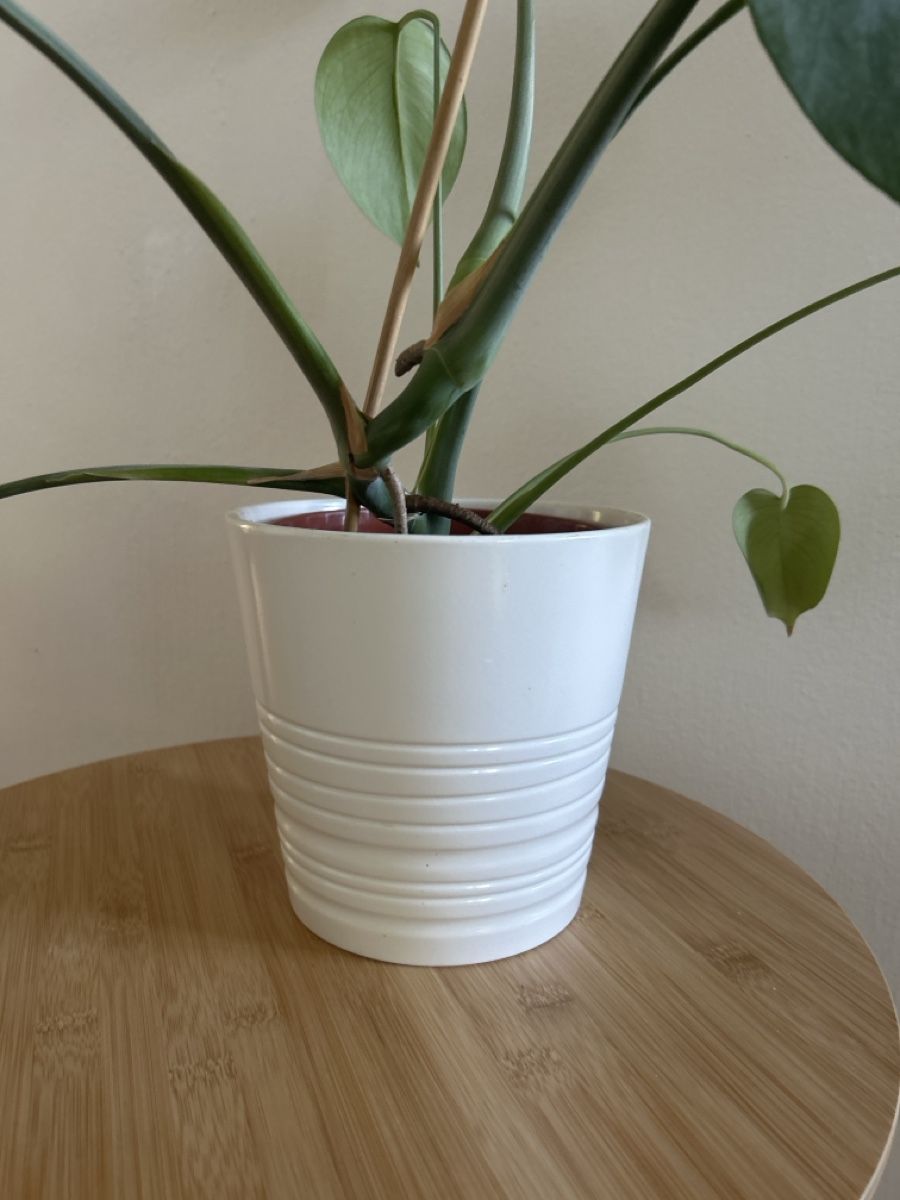 Piante & sementi: Monstera Zimmerpflanze mit Topf – Usato da Zürich venduto da cla_g627 3