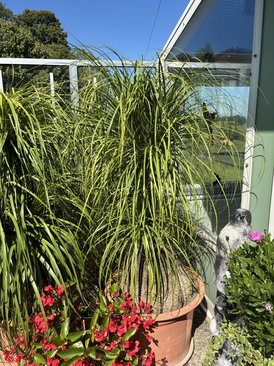 Elefantenbaum, Elefantenfuss, Palme (Gebraucht) in Sattel fr CHF 200  nur  Abholung auf Ricardo kaufen