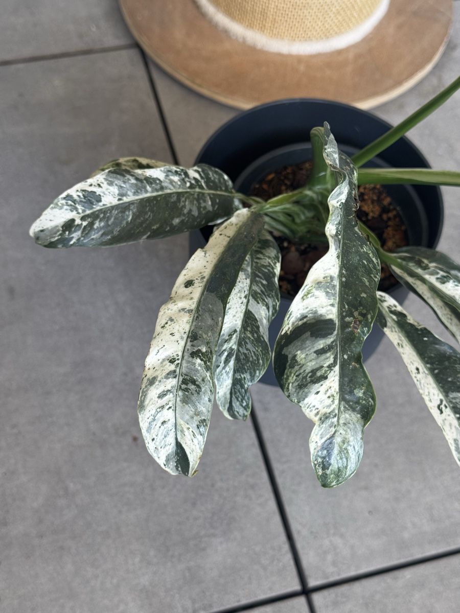 Pflanzen & Samen: Rhaphidophora puberula variegata – Gebraucht aus Bachenbülach von csp_6rns 2