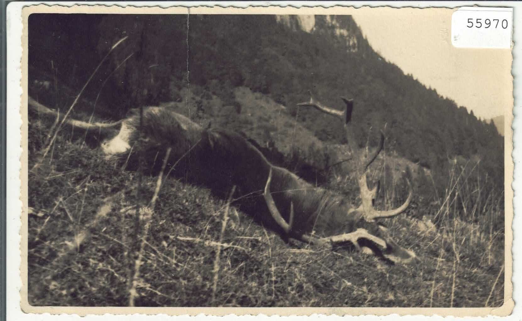Ansichtskarten: Jäger - erlegter Hirsch – Defekt aus Ettingen von Kartenplanet