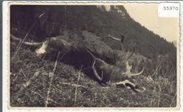 Jäger - erlegter Hirsch