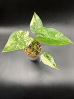 Alocasia Gageana Albo Variegata (1-1-3)
