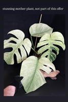 🔥LEGENDARY MONSTERA FULL MINT VARIEGATA „STEM CUTTING“ 🔥