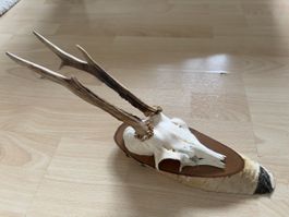 Rehschädel Trophäe auf Holzsockel - Wanddekoration 🦌