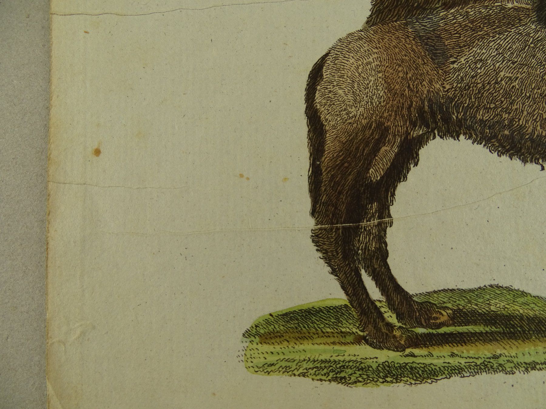 Incisioni: ELEFANT & KAMEL, KUPFERSTICH UM 1810 – Usato da Grüningen venduto da Kartensammler 2