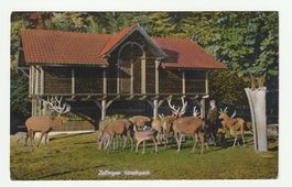 Postkarte "Gruss aus Wildpark Heitern, Zofingen" 03.08.1913