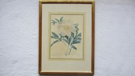 Gentiane altcolorierter Kupferstich 1820