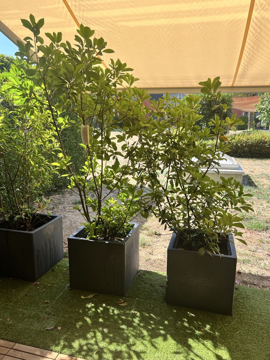 Plantes & graines: Glanzmispel zu verkaufen – D'occasion à Kreuzlingen par lin_j98c
