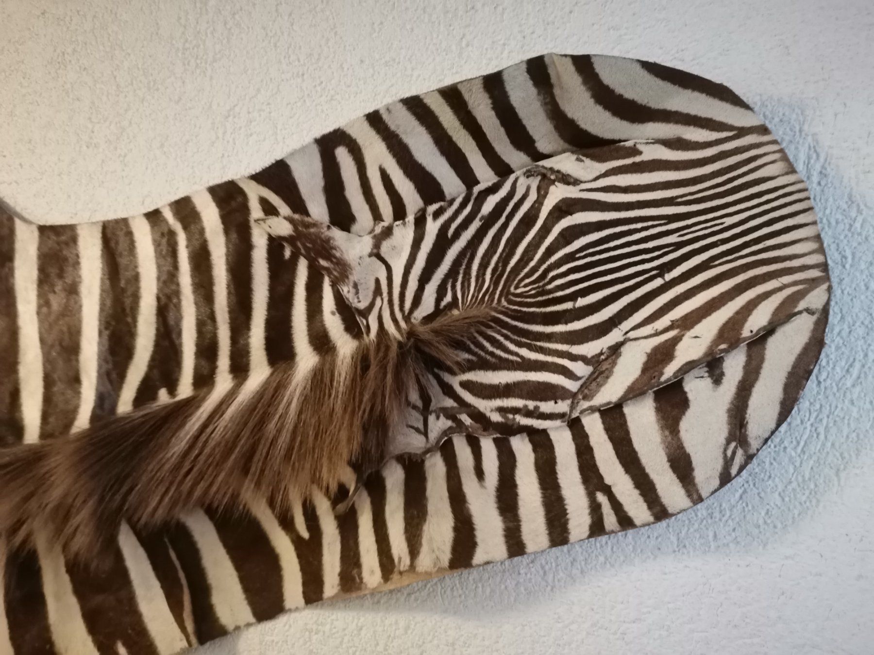 Il mondo degli animali: Zebrafell, Zebrahaut, Echtes Zebrafell, Fell, Afrika – Usato da Wiedlisbach venduto da Kreislaufmaterial 1
