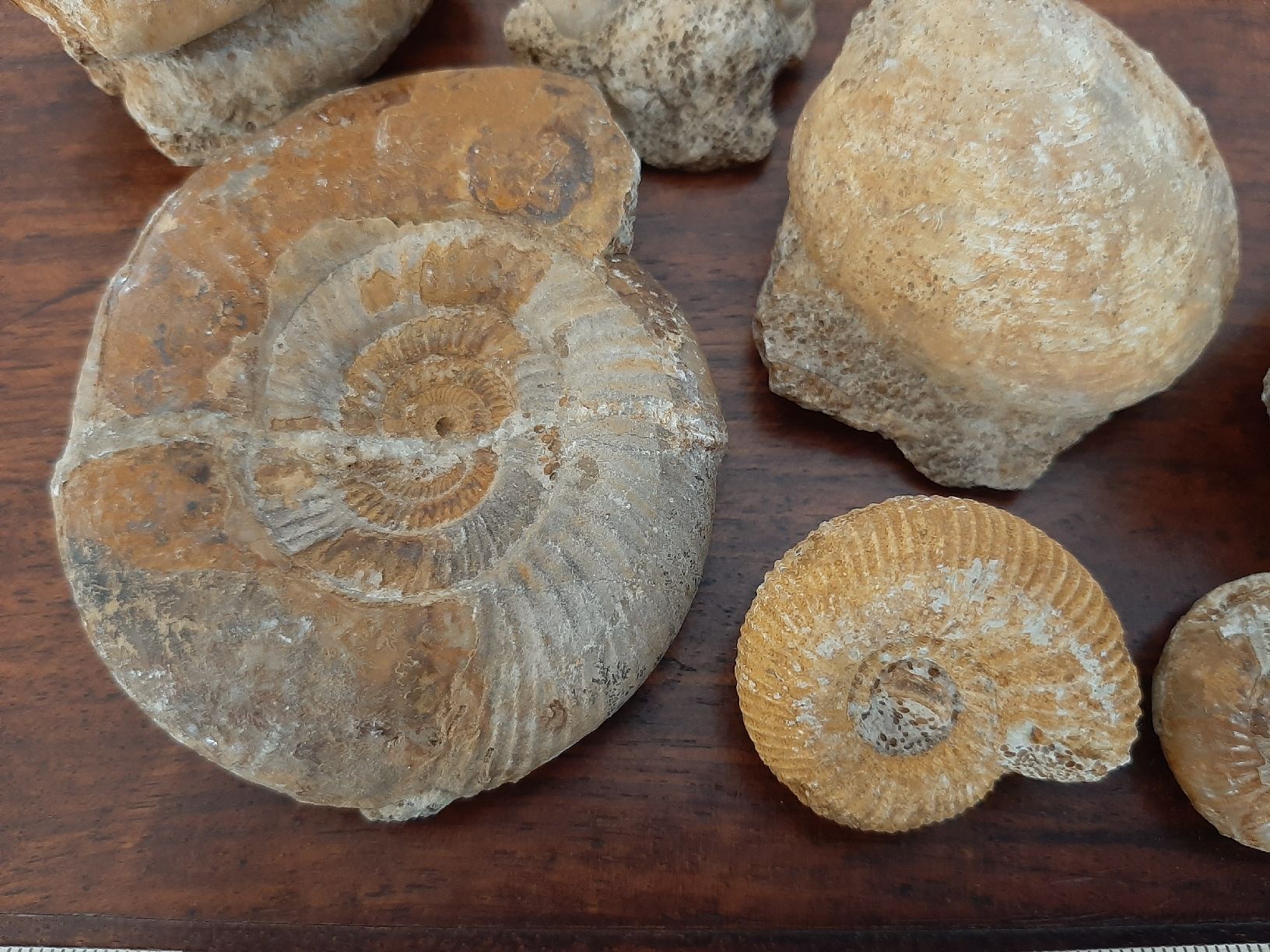 Fossilien: Verschiedene Fossilien Frankreich – Gebraucht aus Rickenbach BL von Oktober68 2