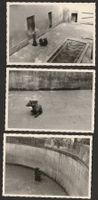 3 x BERN Bärengraben uralte Original Fotos Bären Bär +++