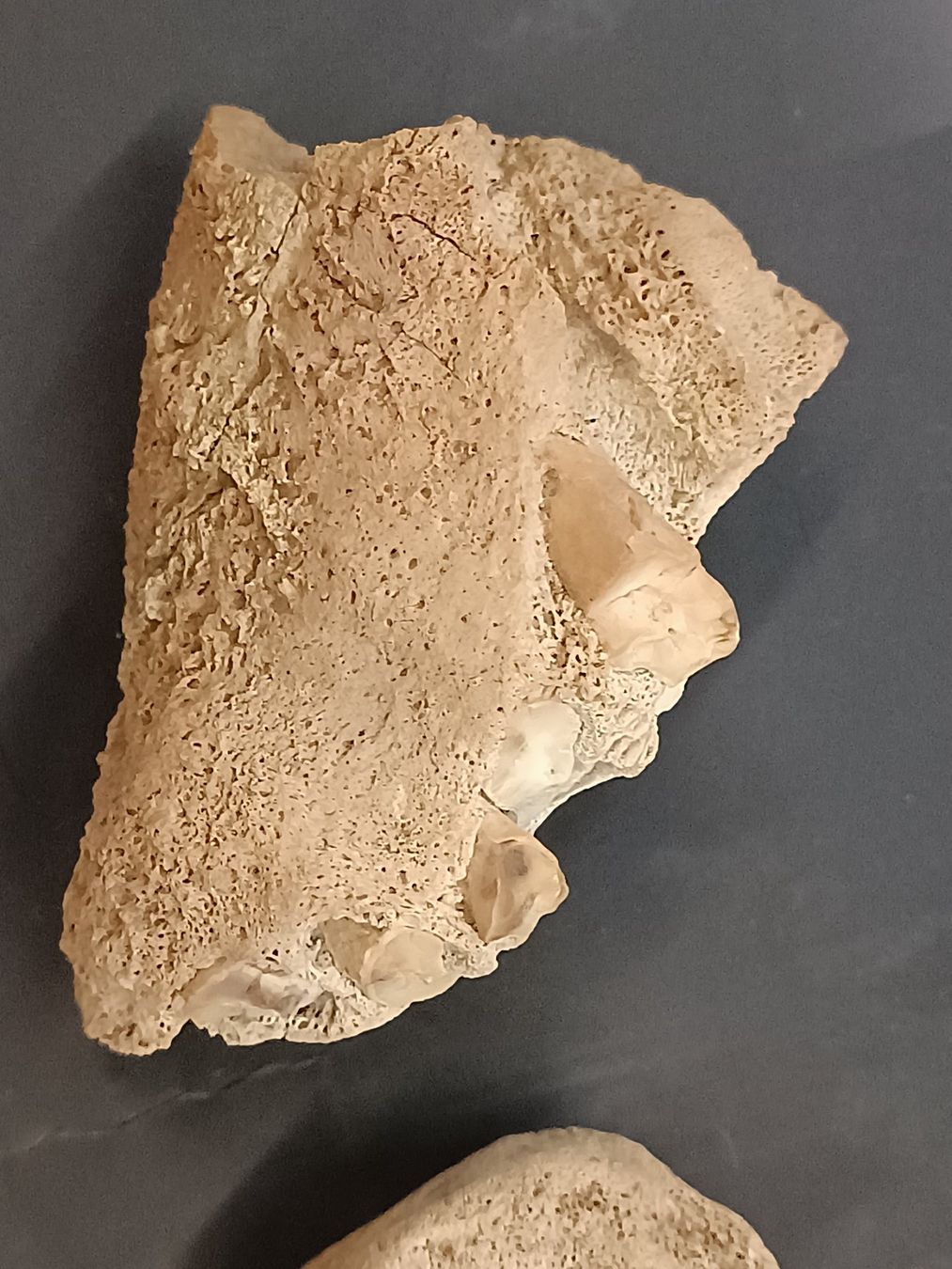 Fossilien: Versteinerung Zähne Kiefer – Gebraucht aus Reiden von Zofi-Brocki 1