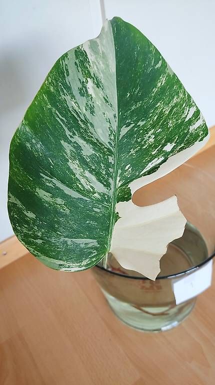Piante & sementi: Monstera Deliciosa Albo Variegata 1. – Nuovo (secondo la descrizione) da Ebnat-Kappel venduto da Zearara