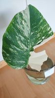 Monstera Deliciosa Albo Variegata 1.
