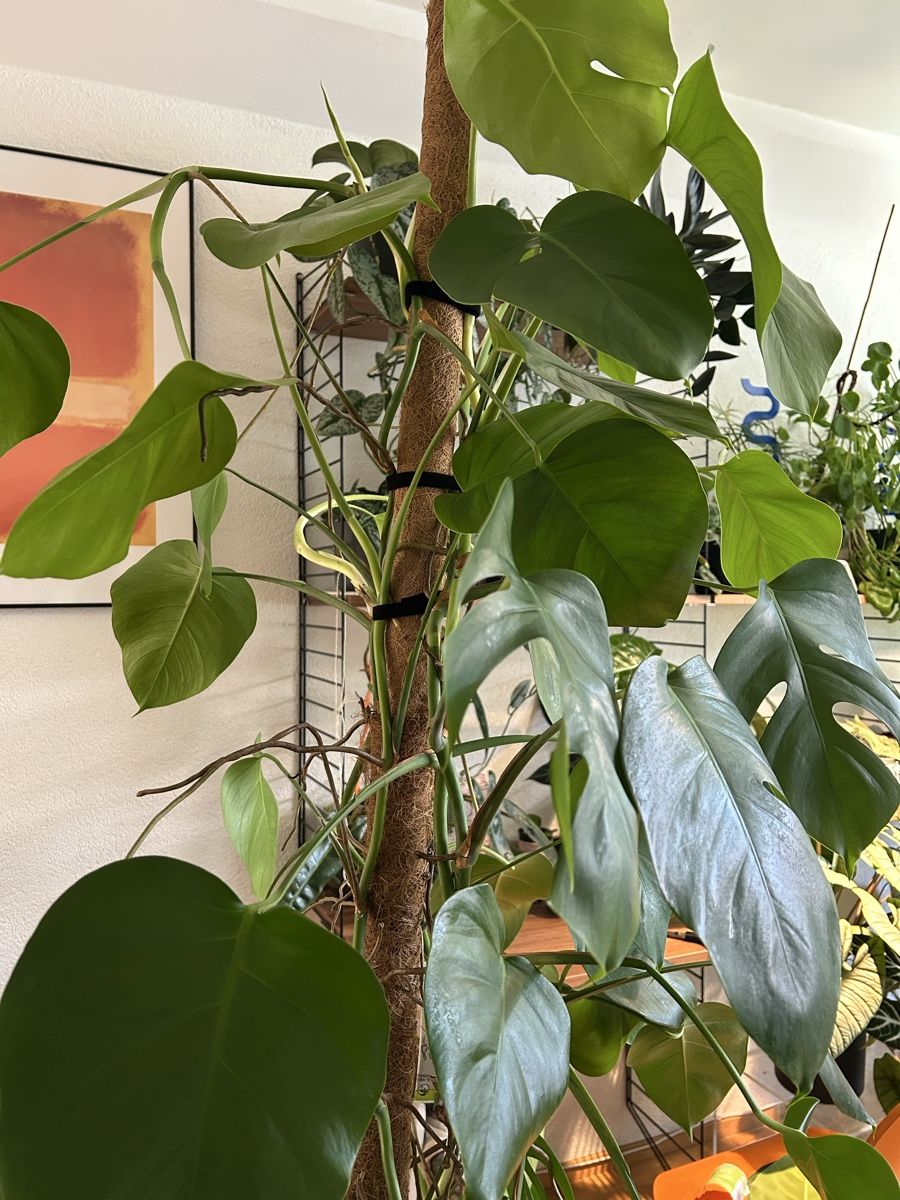 Plantes & graines: Monstera Deliciosa kleinblättrig  – D'occasion à Zürich par fabuulois 6
