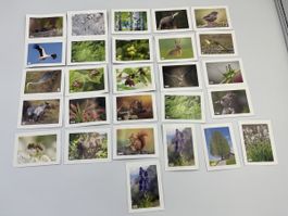 Migros Nature Detectives Bildli "27 Stuck"