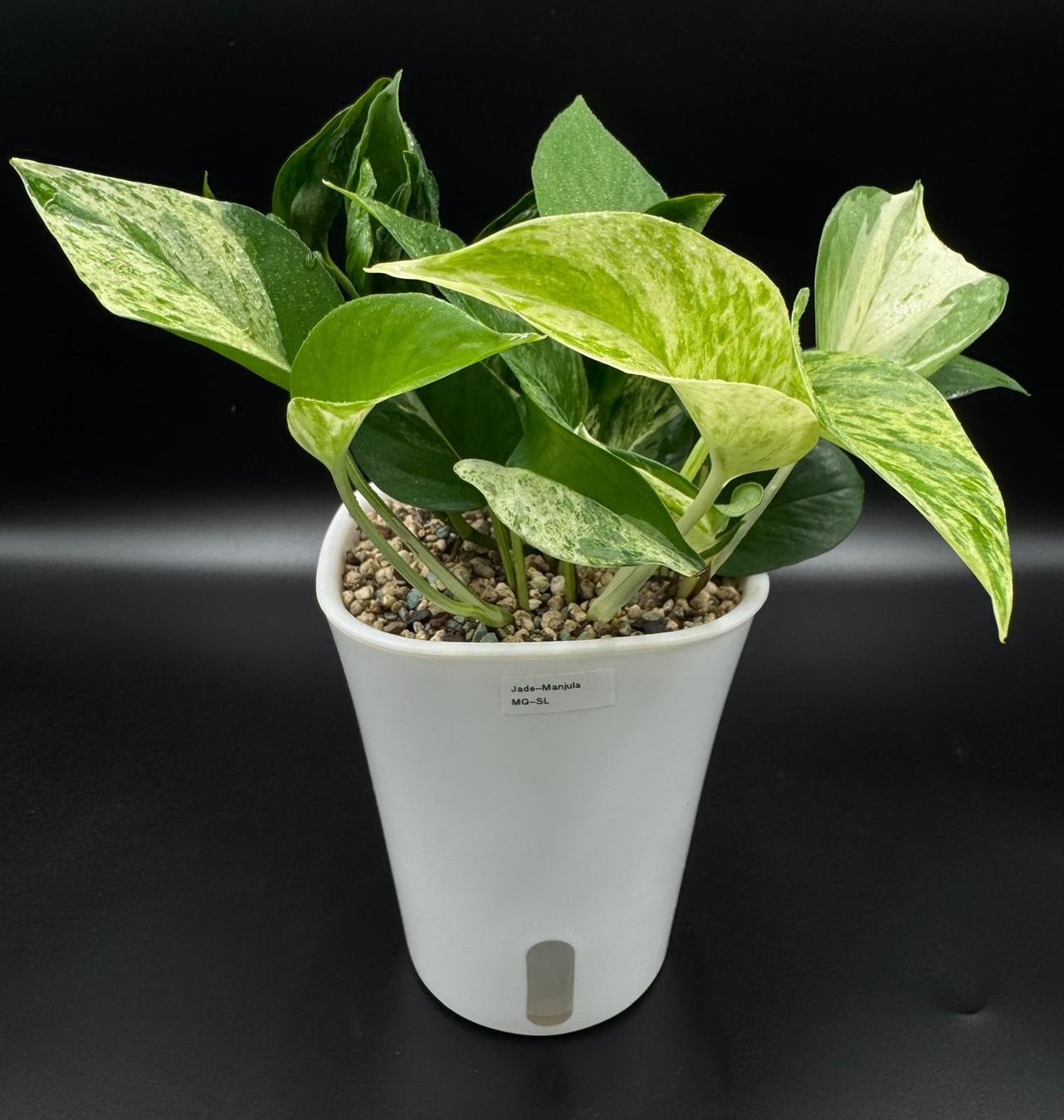 Pflanzen & Samen: Epipremnum aureum, diverse Arten in Semihydro – Neu (gemäss Beschreibung) aus Bühler von googelibear 1